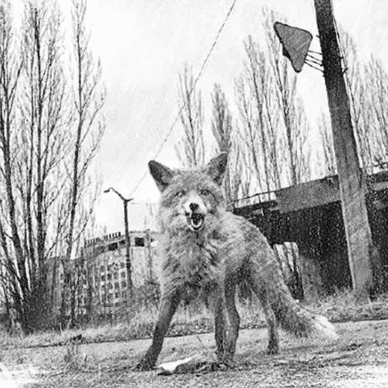 Чернобыльская Зона отчуждения —объектвсемирного наследия ЮНЕСКО